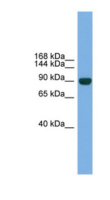 NPAS2 Antibody - NPAS2 antibody Western blot of Mouse Muscle lysate. This image was taken for the unconjugated form of this product. Other forms have not been tested.