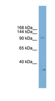 NPAS2 Antibody - NPAS2 antibody Western blot of Mouse Heart lysate. This image was taken for the unconjugated form of this product. Other forms have not been tested.
