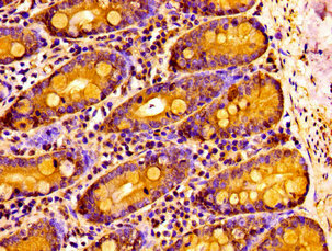NPAS2 Antibody - Immunohistochemistry image at a dilution of 1:100 and staining in paraffin-embedded human small intestine tissue performed on a Leica BondTM system. After dewaxing and hydration, antigen retrieval was mediated by high pressure in a citrate buffer (pH 6.0) . Section was blocked with 10% normal goat serum 30min at RT. Then primary antibody (1% BSA) was incubated at 4 °C overnight. The primary is detected by a biotinylated secondary antibody and visualized using an HRP conjugated SP system.