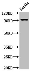 NPAS2 Antibody - Positive Western Blot detected in HepG2 whole cell lysate. All lanes: NPAS2 antibody at 2.7 µg/ml Secondary Goat polyclonal to rabbit IgG at 1/50000 dilution. Predicted band size: 92 KDa. Observed band size: 92 KDa