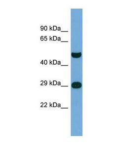 NPAS3 Antibody - Western blot of Human THP-1. NPAS3 antibody dilution 1.0 ug/ml.  This image was taken for the unconjugated form of this product. Other forms have not been tested.