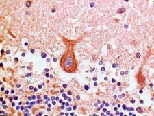 NPBWR1 / GPR7 Antibody - Clone 1F9 human cerebellum, paraffin section
