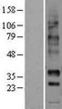 NPBWR1 / GPR7 Protein - Western validation with an anti-DDK antibody * L: Control HEK293 lysate R: Over-expression lysate