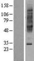 NPBWR2 / GPR8 Protein - Western validation with an anti-DDK antibody * L: Control HEK293 lysate R: Over-expression lysate