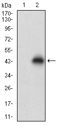 NPC / NPC1 Antibody - Western blot using NPC1 monoclonal antibody against HEK293 (1) and NPC1 (AA: 34-174)-hIgGFc transfected HEK293 (2) cell lysate.