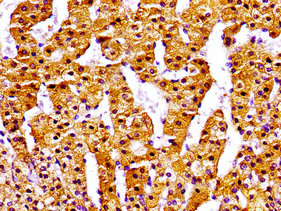 NPC / NPC1 Antibody - Immunohistochemistry image of paraffin-embedded human adrenal gland tissue at a dilution of 1:100