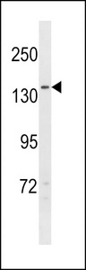 NPC1L1 Antibody - NPC1L1 Antibody western blot of 293 cell line lysates (35 ug/lane). The NPC1L1 antibody detected the NPC1L1 protein (arrow).