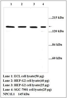 NPC1L1 Antibody