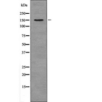 NPC1L1 Antibody - Western blot analysis NPC1L1 using COLO205 whole cells lysates
