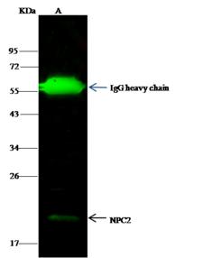 NPC2 Antibody - NPC2-His was immunoprecipitated using: Lane A: 0.5 mg NIH-3T3 Whole Cell Lysate. 2 uL anti-NPC2-His rabbit monoclonal antibody and 15 ul of 50% Protein G agarose. Primary antibody: Anti-NPC2-His rabbit monoclonal antibody, at 1:100 dilution. Secondary antibody: Dylight 800-labeled antibody to rabbit IgG (H+L), at 1:5000 dilution. Developed using the odssey technique. Performed under reducing conditions. Predicted band size: 17 kDa. Observed band size: 19 kDa.