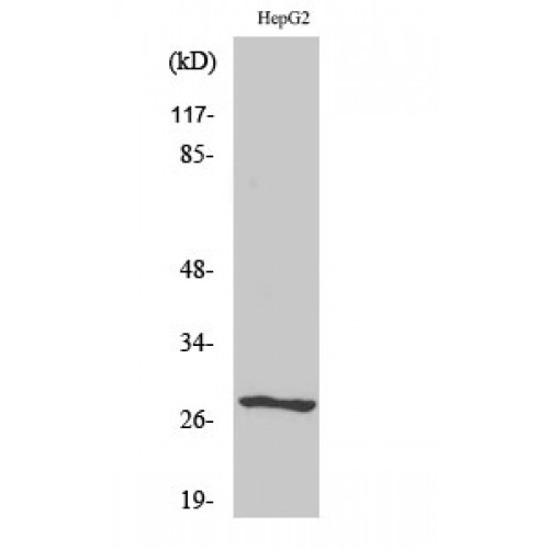 NPDC1 Antibody - Western blot of NPDC-1 antibody