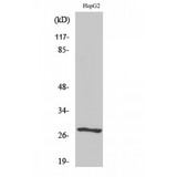 NPDC1 Antibody - Western blot of NPDC-1 antibody