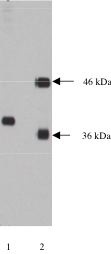 NPDC1 Antibody - Lane 1. Western blot of anti-NPDC-1 NPDC-1) on 10 ug lysate transfected with NPDC-1 protein at a dilution of 1 ug/ml, detected with Supersignal West Pico Substrate, 15 second exposure. Lane 2 probed with anti-Rem and anti-alpha SNAP antibodies. 