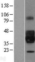 NPDC1 Protein - Western validation with an anti-DDK antibody * L: Control HEK293 lysate R: Over-expression lysate