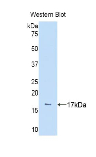 NPEPPS Antibody - Western blot of recombinant NPEPPS.  This image was taken for the unconjugated form of this product. Other forms have not been tested.