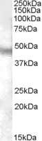 NPFFR1 / GPR147 Antibody - Antibody (0.03 ug/ml) staining of Human Brain (Cerebellum) lysate (35 ug protein in RIPA buffer). Primary incubation was 1 hour. Detected by chemiluminescence.