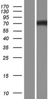 NPHP1 / Nephronophthisis Protein - Western validation with an anti-DDK antibody * L: Control HEK293 lysate R: Over-expression lysate