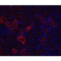 NPHS1 / Nephrin Antibody - Immunofluorescence of Nephrin in rat kidney tissue with Nephrin antibody at 20 µg/mL.Red: Nephrin Antibody  Blue: DAPI staining