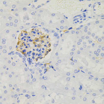 NPHS1 / Nephrin Antibody - Immunohistochemistry of paraffin-embedded mouse kidney tissue.
