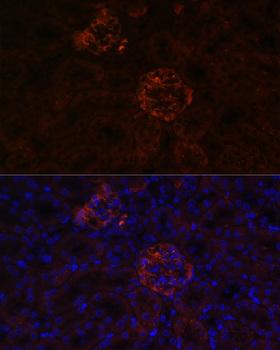 NPHS1 / Nephrin Antibody - Immunofluorescence analysis of Mouse kidney cells using NPHS1 Polyclonal Antibody at dilution of 1:100.Blue: DAPI for nuclear staining.