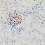 NPHS1 / Nephrin Antibody - Immunohistochemistry of paraffin-embedded Mouse kidney using NPHS1 Polyclonal Antibody.