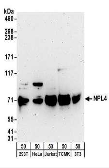 NPLOC4 Antibody - Detection of Human and Mouse NPL4 by Western Blot. Samples: Whole cell lysate (50 ug) from 293T, HeLa, Jurkat, mouse TCMK-1, and mouse NIH3T3 cells. Antibodies: Affinity purified rabbit anti-NPL4 antibody used for WB at 0.1 ug/ml. Detection: Chemiluminescence with an exposure time of 3 minutes.