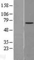 NPLOC4 Protein - Western validation with an anti-DDK antibody * L: Control HEK293 lysate R: Over-expression lysate