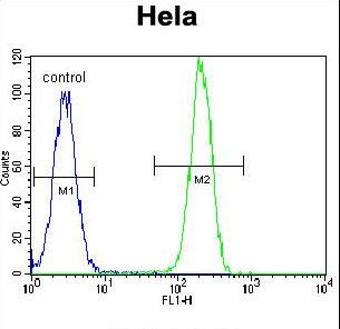 NPM1 / NPM / Nucleophosmin Antibody - NPM1 Antibody flow cytometry of HeLa cells (right histogram) compared to a negative control cell (left histogram). FITC-conjugated goat-anti-rabbit secondary antibodies were used for the analysis.