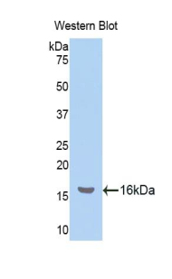 NPM1 / NPM / Nucleophosmin Antibody - Western blot of recombinant NPM1 / NPM / Nucleophosmin.  This image was taken for the unconjugated form of this product. Other forms have not been tested.