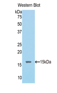 NPM1 / NPM / Nucleophosmin Antibody - Western blot of recombinant NPM1 / NPM / Nucleophosmin.  This image was taken for the unconjugated form of this product. Other forms have not been tested.