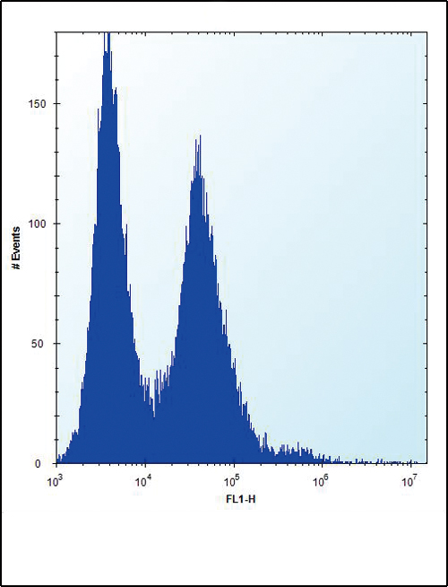 NPM1 / NPM / Nucleophosmin Antibody - NPM1 Antibody flow cytometry of HeLa cells (right histogram) compared to a negative control cell (left histogram). FITC-conjugated donkey-anti-rabbit secondary antibodies were used for the analysis.