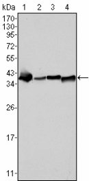 NPM1 / NPM / Nucleophosmin Antibody - Western blot of NPM mouse mAb against SMMC-7721 (1), HepG2 (2), HeLa (3) and HEK293 (4) cell lysate.
