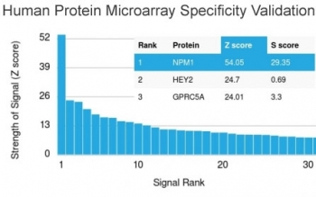 NPM1 / NPM / Nucleophosmin Antibody - Analysis of HuProt(TM) microarray containing more than 19,000 full-length human proteins using Nucleophosmin antibody. These results demonstrate the foremost specificity of the NPM1/1902 mAb. Z- and S- score: The Z-score represents the strength of a signal that an antibody (in combination with a fluorescently-tagged anti-IgG secondary Ab) produces when binding to a particular protein on the HuProt(TM) array. Z-scores are described in units of standard deviations (SD's) above the mean value of all signals generated on that array. If the targets on the HuProt(TM) are arranged in descending order of the Z-score, the S-score is the difference (also in units of SD's) between the Z-scores. The S-score therefore represents the relative target specificity of an Ab to its intended target.