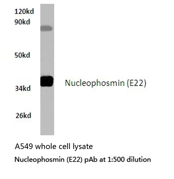 NPM1 / NPM / Nucleophosmin Antibody - Western blot of Nucleophosmin (E22)pAb in extracts from A549 cells.