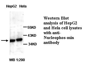 NPM1 / NPM / Nucleophosmin Antibody