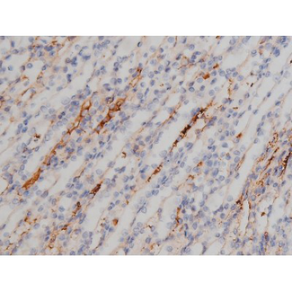 NPM1 / NPM / Nucleophosmin Antibody - 1:200 staining mouse kidney tissue by IHC-P. The tissue was formaldehyde fixed and a heat mediated antigen retrieval step in citrate buffer was performed. The tissue was then blocked and incubated with the antibody for 1.5 hours at 22°C. An HRP conjugated goat anti-rabbit antibody was used as the secondary.