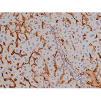 NPM1 / NPM / Nucleophosmin Antibody - 1:200 staining mouse liver tissue by IHC-P. The tissue was formaldehyde fixed and a heat mediated antigen retrieval step in citrate buffer was performed. The tissue was then blocked and incubated with the antibody for 1.5 hours at 22°C. An HRP conjugated goat anti-rabbit antibody was used as the secondary.
