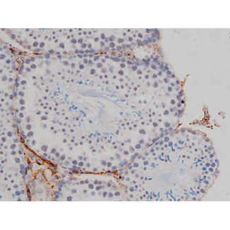 NPM1 / NPM / Nucleophosmin Antibody - 1:200 staining mouse testis tissue by IHC-P. The tissue was formaldehyde fixed and a heat mediated antigen retrieval step in citrate buffer was performed. The tissue was then blocked and incubated with the antibody for 1.5 hours at 22°C. An HRP conjugated goat anti-rabbit antibody was used as the secondary.