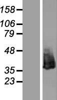 NPM1 / NPM / Nucleophosmin Protein - Western validation with an anti-DDK antibody * L: Control HEK293 lysate R: Over-expression lysate