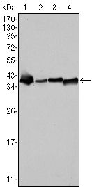 NPM2 Antibody - NPM1 Antibody in Western Blot (WB)
