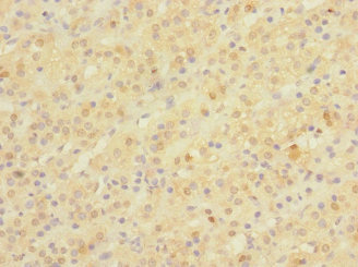 NPM2 Antibody - Immunohistochemistry of paraffin-embedded human adrenal gland tissue using NPM2 Antibody at dilution of 1:100