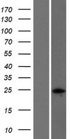 NPM2 Protein - Western validation with an anti-DDK antibody * L: Control HEK293 lysate R: Over-expression lysate