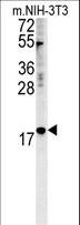 NPM3 Antibody - NPM3 Antibody western blot of mouse NIH-3T3 cell line lysates (35 ug/lane). The NPM3 antibody detected the NPM3 protein (arrow).