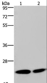 NPM3 Antibody - Western blot analysis of HeLa and Jurkat cell, using NPM3 Polyclonal Antibody at dilution of 1:300.