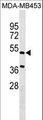 NPNT / Nephronectin Antibody - NPNT Antibody western blot of MDA-MB453 cell line lysates (35 ug/lane). The NPNT antibody detected the NPNT protein (arrow).