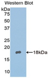NPNT / Nephronectin Antibody - Western blot of recombinant NPNT / Nephronectin.  This image was taken for the unconjugated form of this product. Other forms have not been tested.