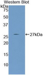 NPNT / Nephronectin Antibody - Western blot of recombinant NPNT / Nephronectin.  This image was taken for the unconjugated form of this product. Other forms have not been tested.