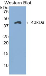 NPPA / ANP Antibody - Western blot of recombinant NPPA / ANP.  This image was taken for the unconjugated form of this product. Other forms have not been tested.