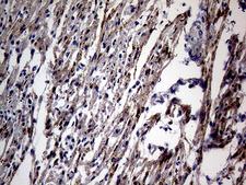 NPPA / ANP Antibody - Immunohistochemical staining of paraffin-embedded Human adult heart tissue within the normal limits using anti-NPPA mouse monoclonal antibody. (Heat-induced epitope retrieval by 1mM EDTA in 10mM Tris buffer. (pH8.5) at 120 oC for 3 min. (1:500)