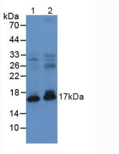 NPPA / ANP Antibody - Western Blot; Sample: Lane1: Mouse Heart Tissue; Lane2: Rat Heart Tissue.